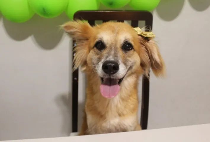 Adoção Responsável  - Foto 2