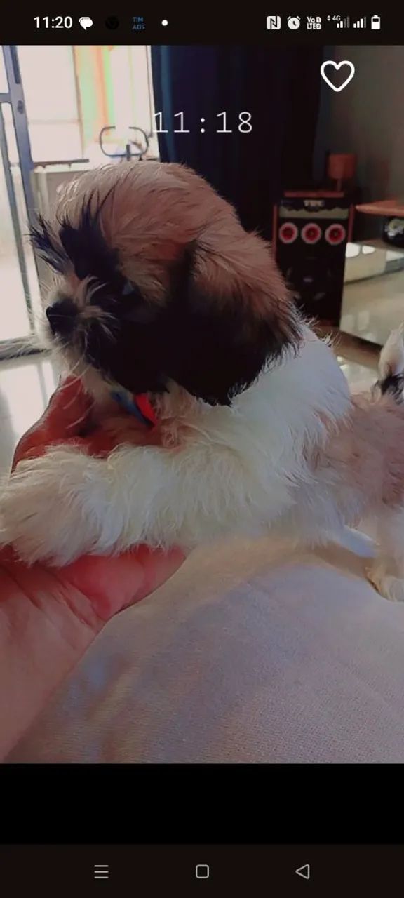 Cachorro  - Foto 5