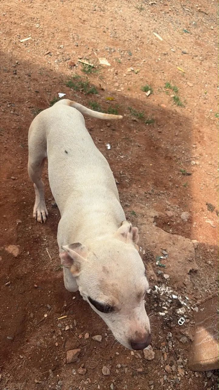 Doação  - Foto 3