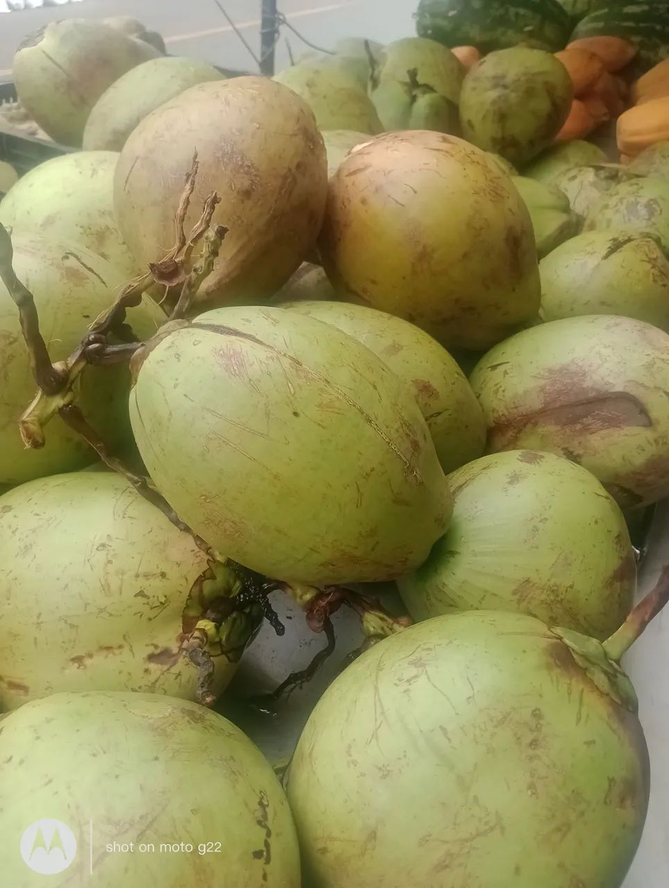 Coco com água. Coco verde. - Foto 2