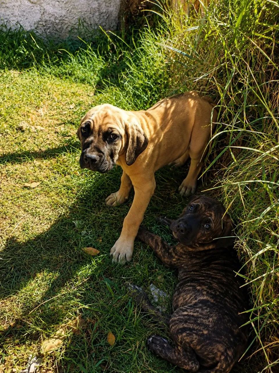 Fila brasileiro  - Foto 2