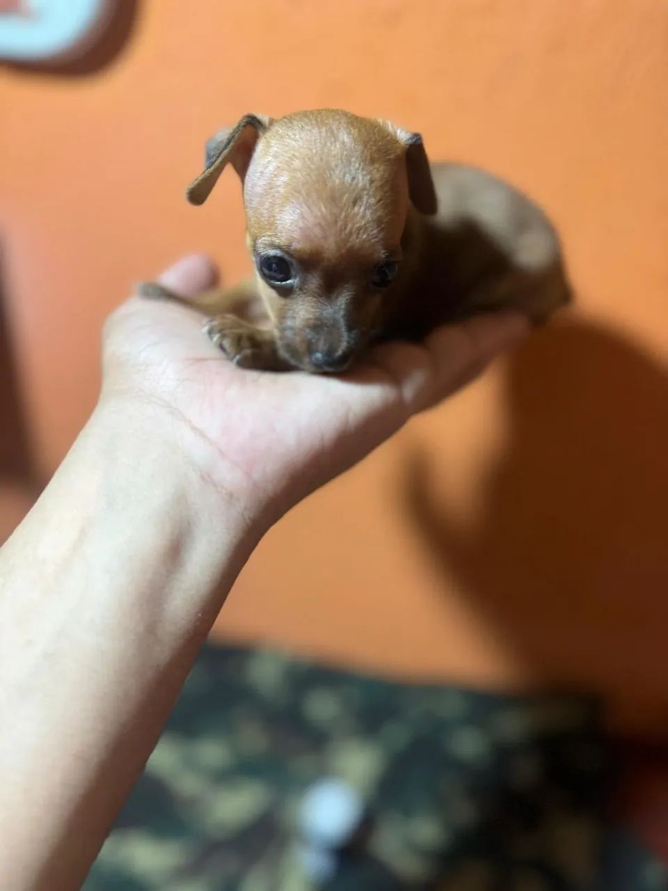 Cachorro pinscher micro  - Foto 3
