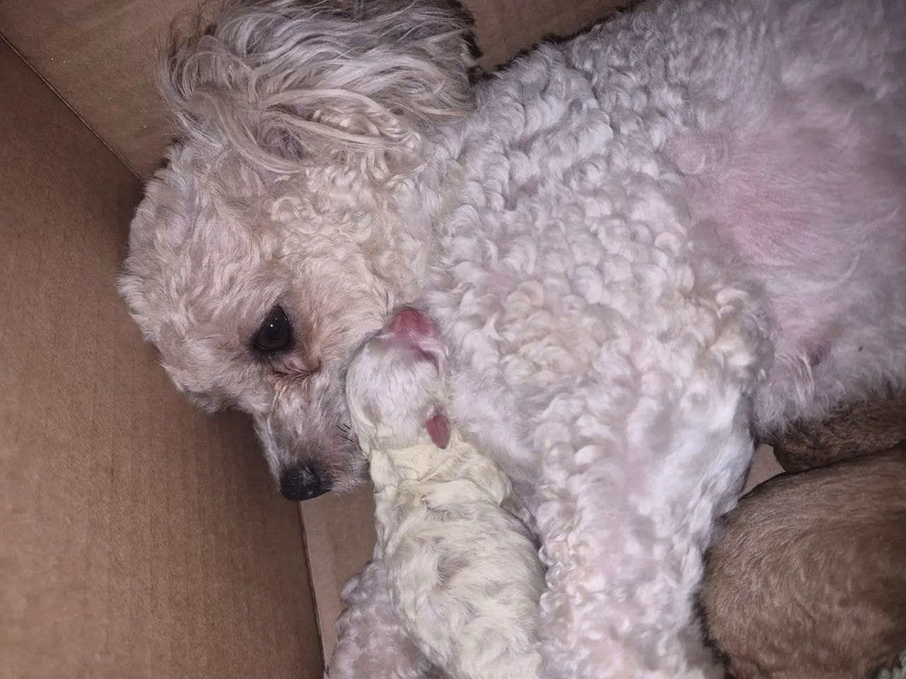 Poodle - Foto 2