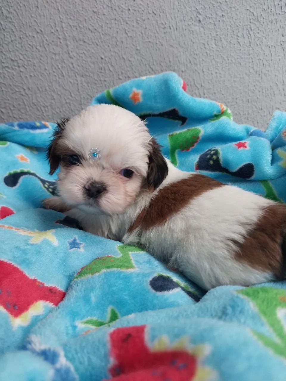 Macho Shih-tzu  - Foto 2