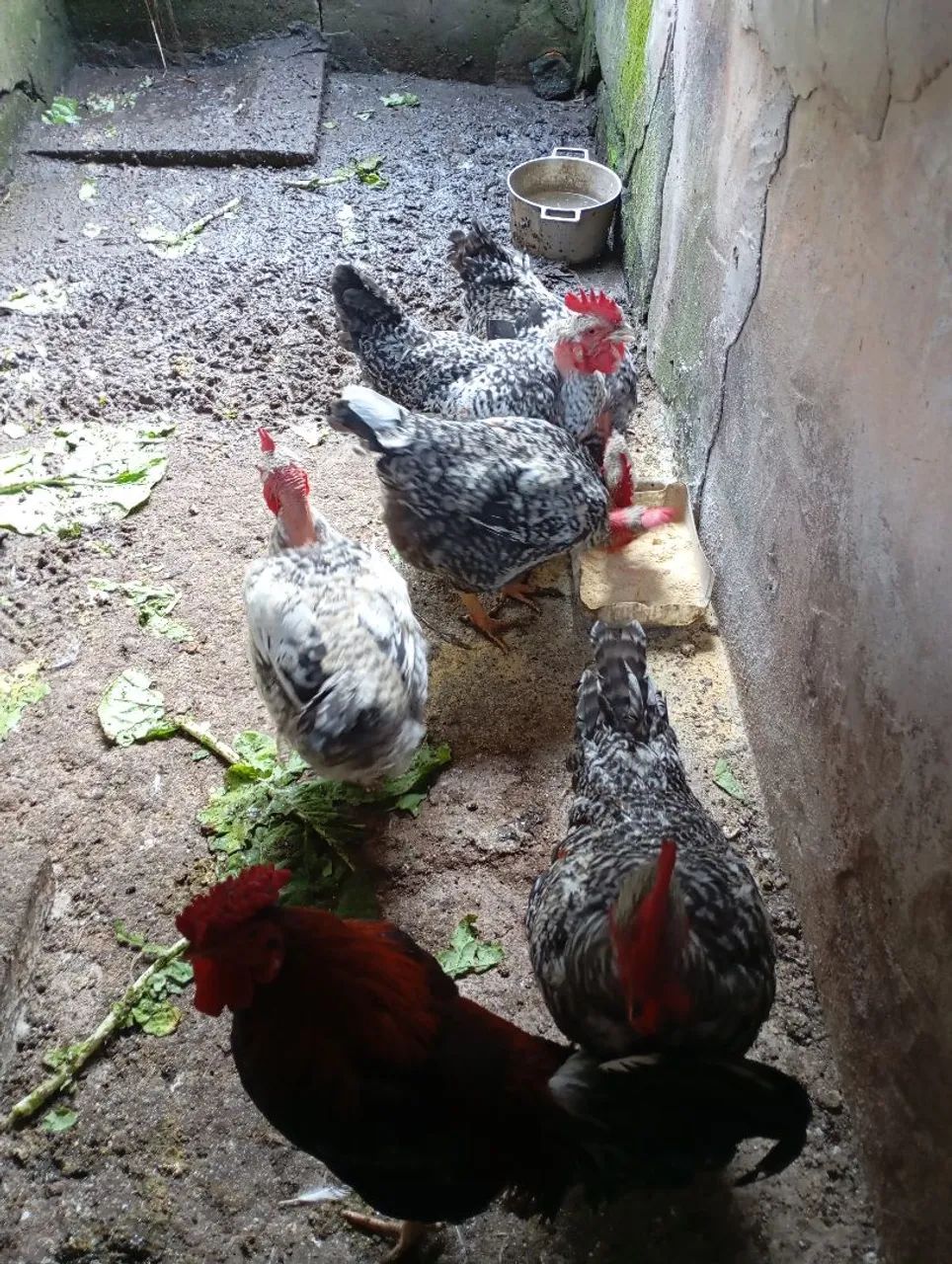 Frango caipira  - Foto 2