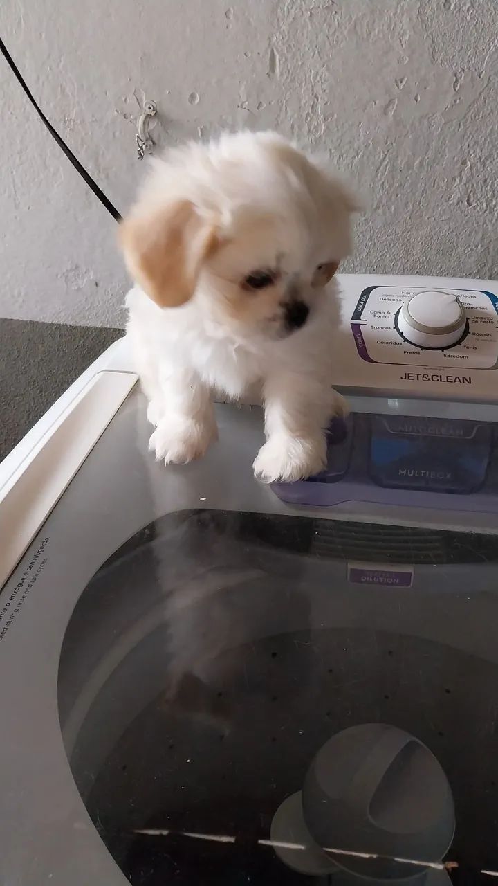 Cachorrinho 