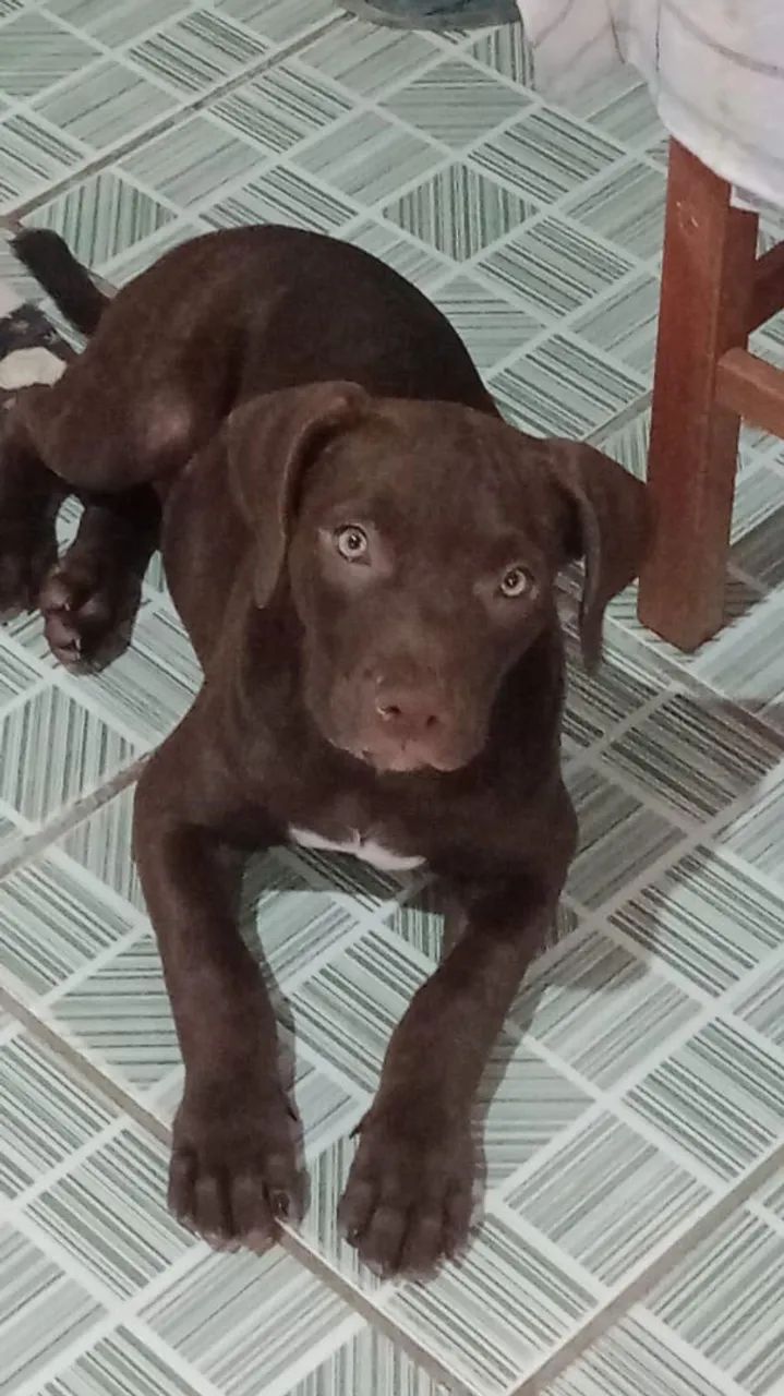 Vendo
