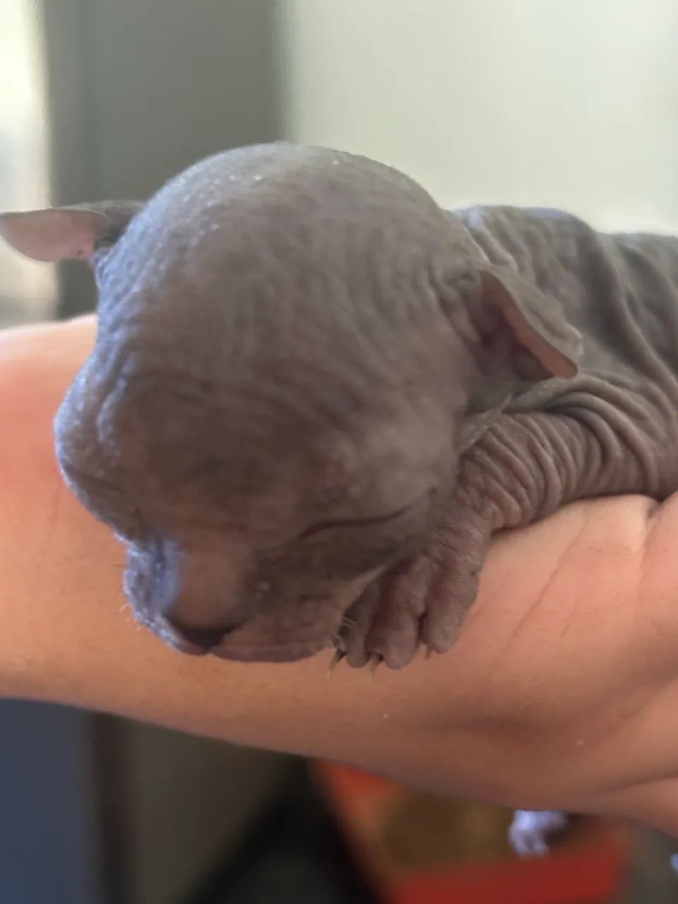 Gato Sphynx  - Foto 3