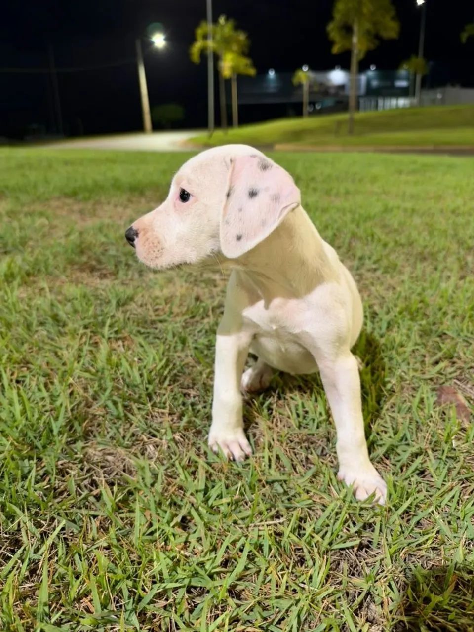 Pitbull  - Foto 3