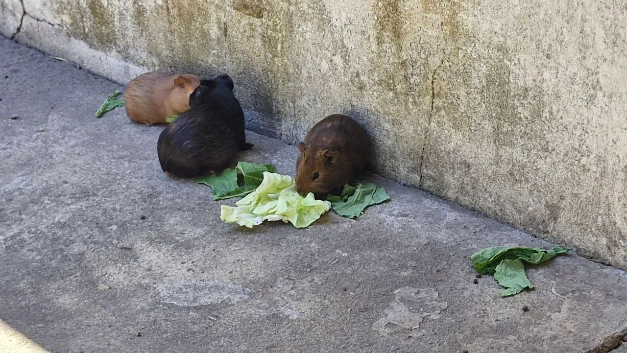 Porquinho da india  - Foto 5