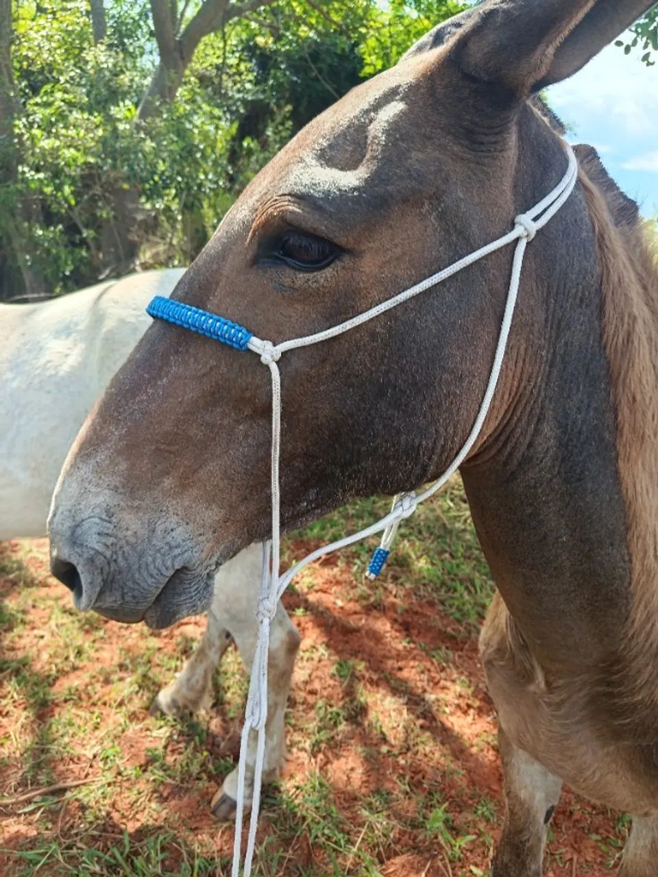 Burro bom e ligeiro  - Foto 3