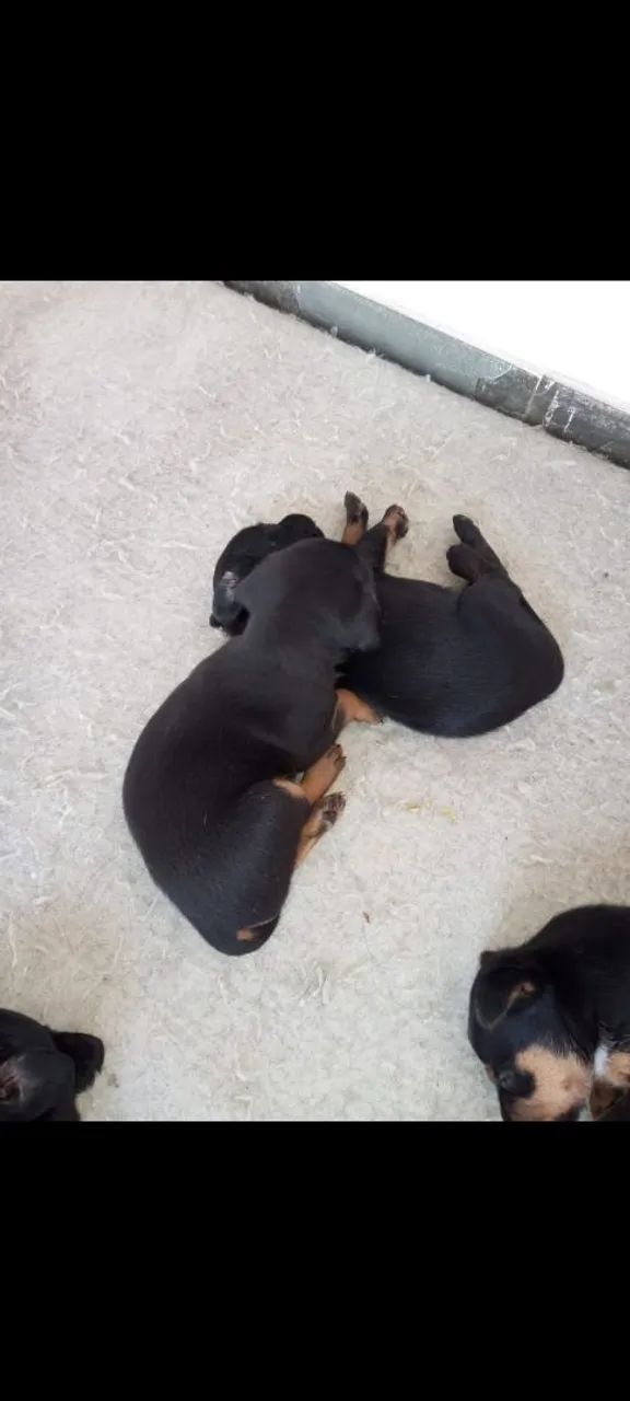 Doação de cachorros  - Foto 2