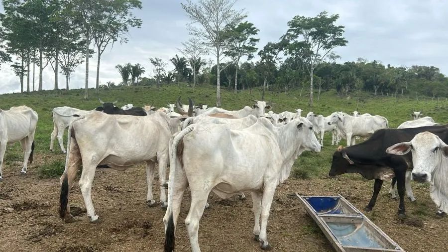FAZENDA PRODUTIVA À VENDA - Foto 5