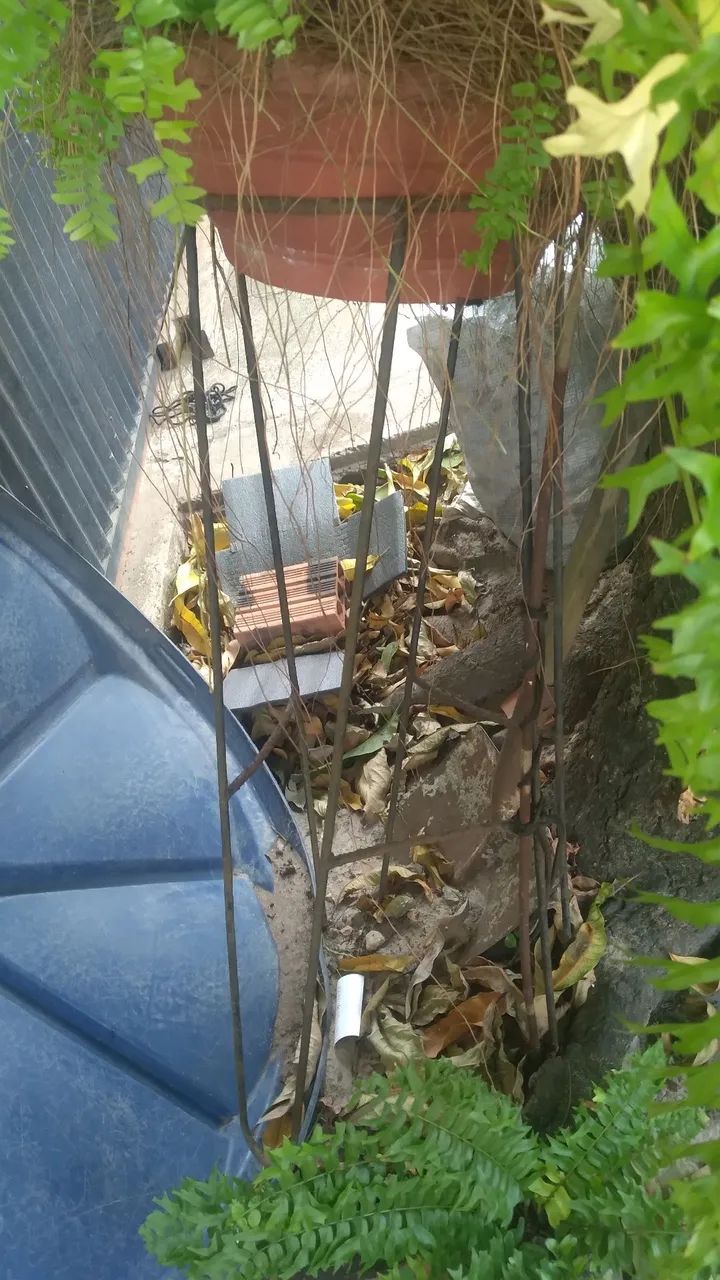Planta samambaia - Foto 2