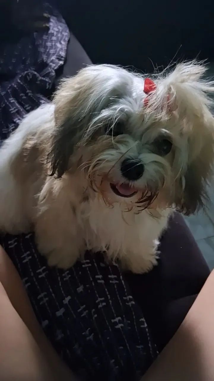 lhasa apso