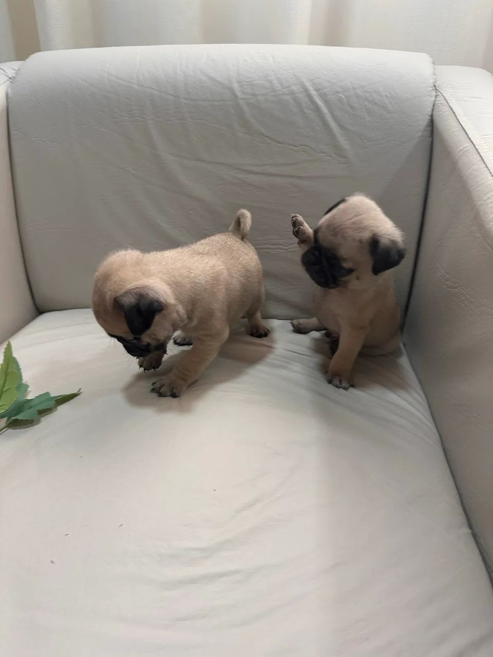 Vendas Pug - Foto 4