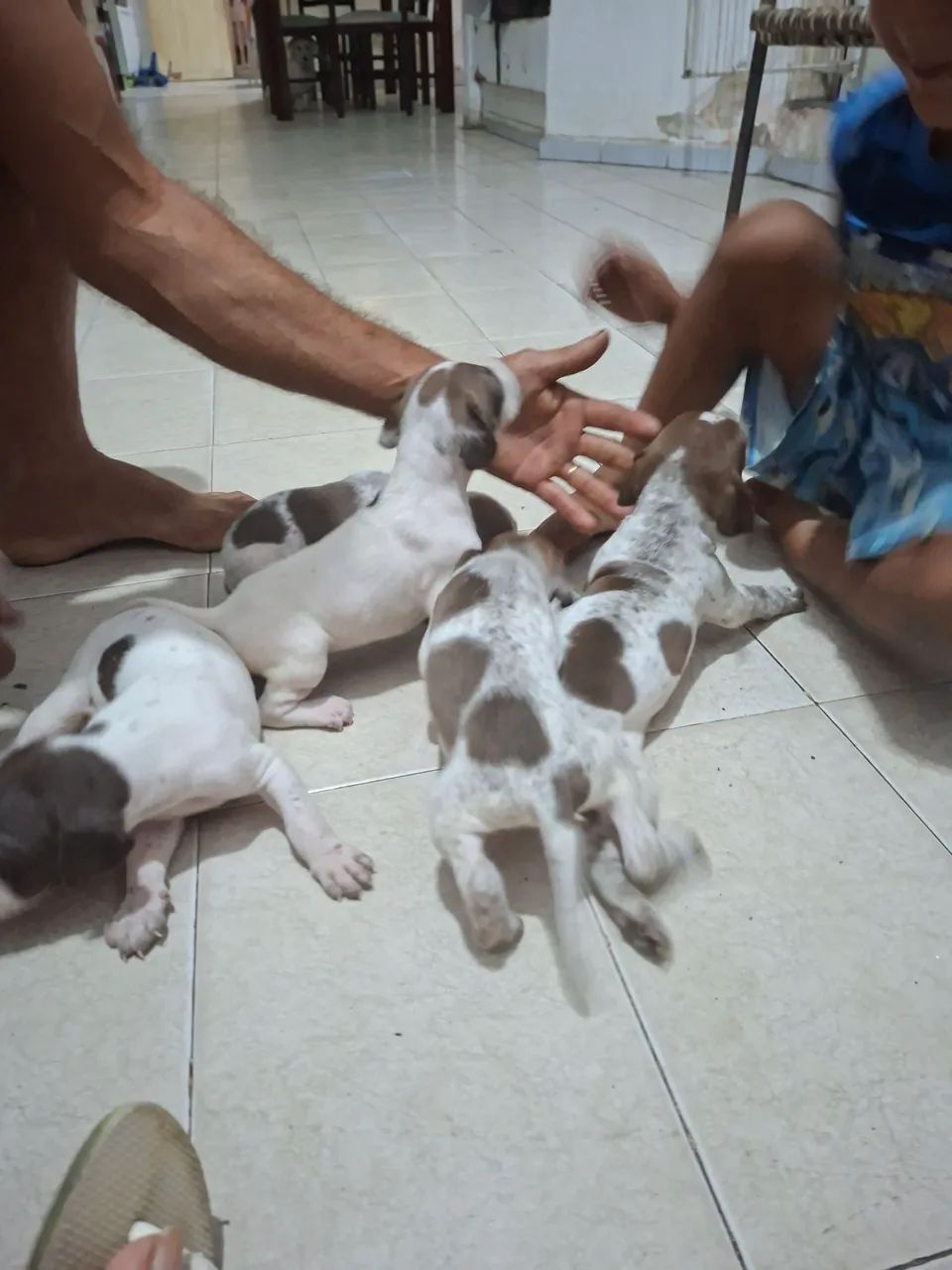 Filhote de cachorro  perdigueiro  - Foto 5