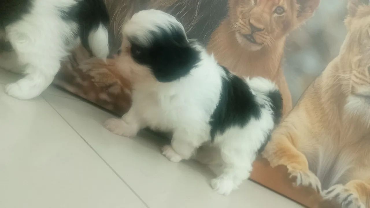 Shitzu macho mini lindos  - Foto 3