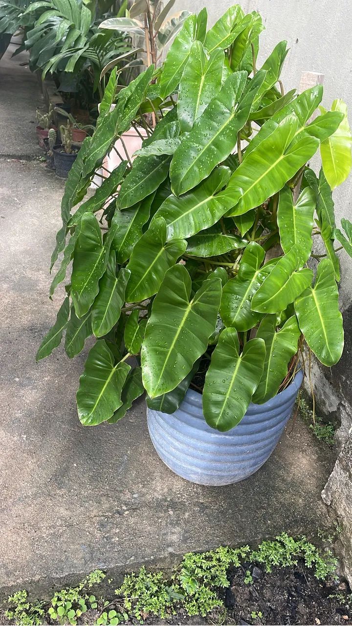 Planta natural imbé 
