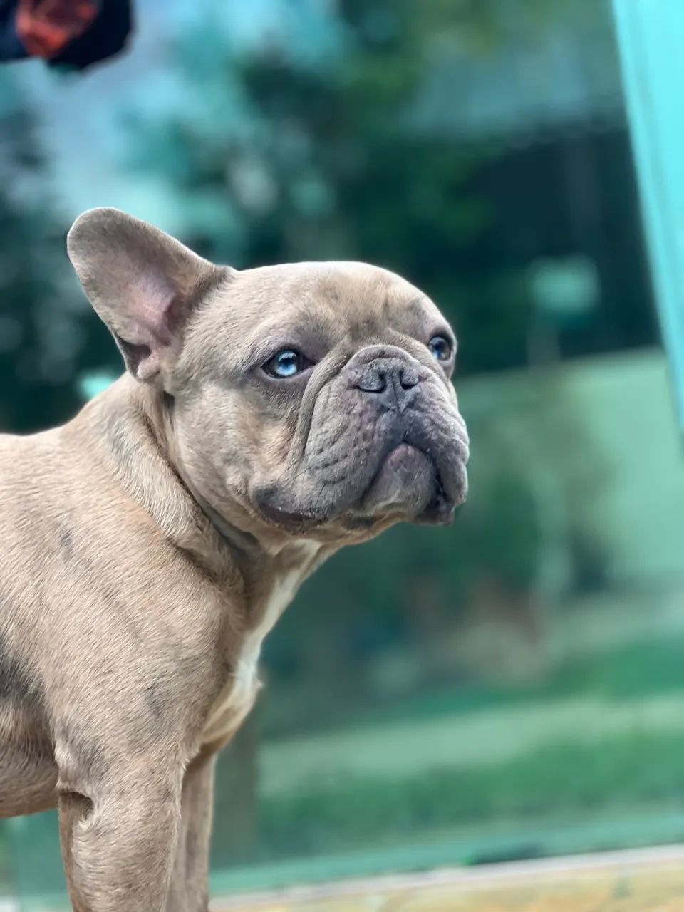 Buldogue para cruzar  - Foto 4