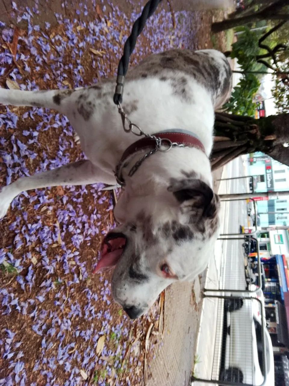Dog walker, adestrador e Pet sitter  - Foto 2