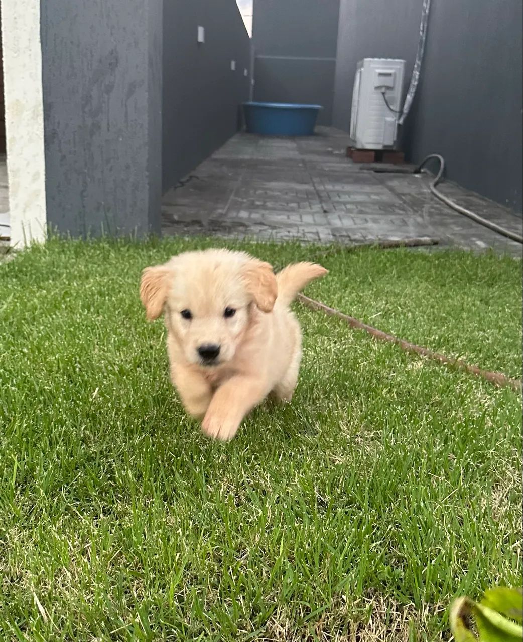 Golden Retriver  - Foto 4