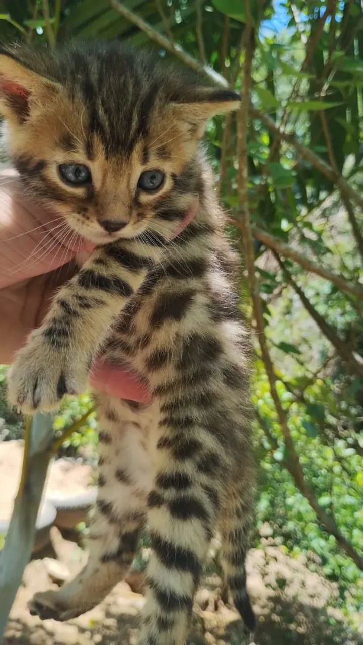 Bengal  - Foto 3