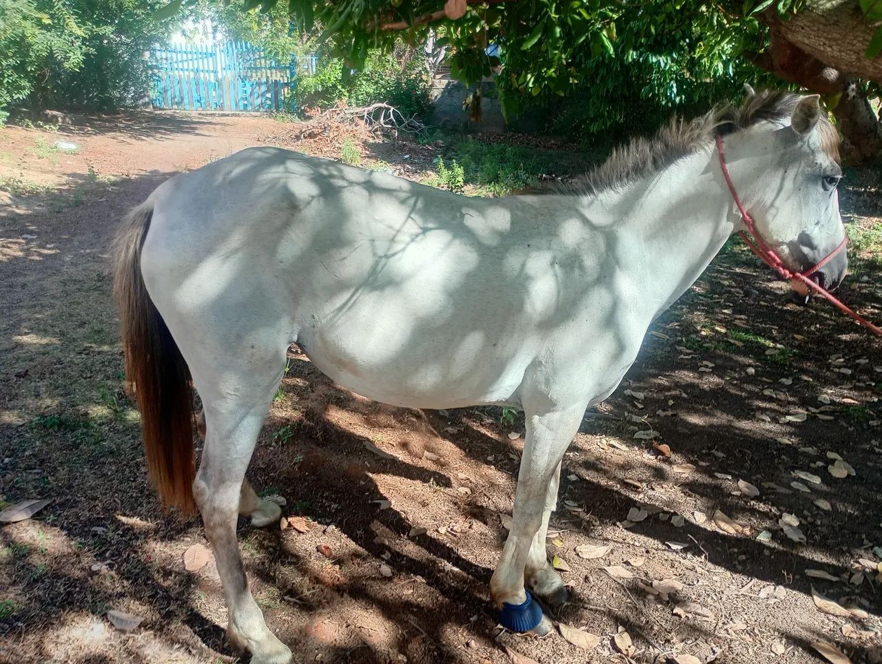 Égua de carroça  - Foto 3