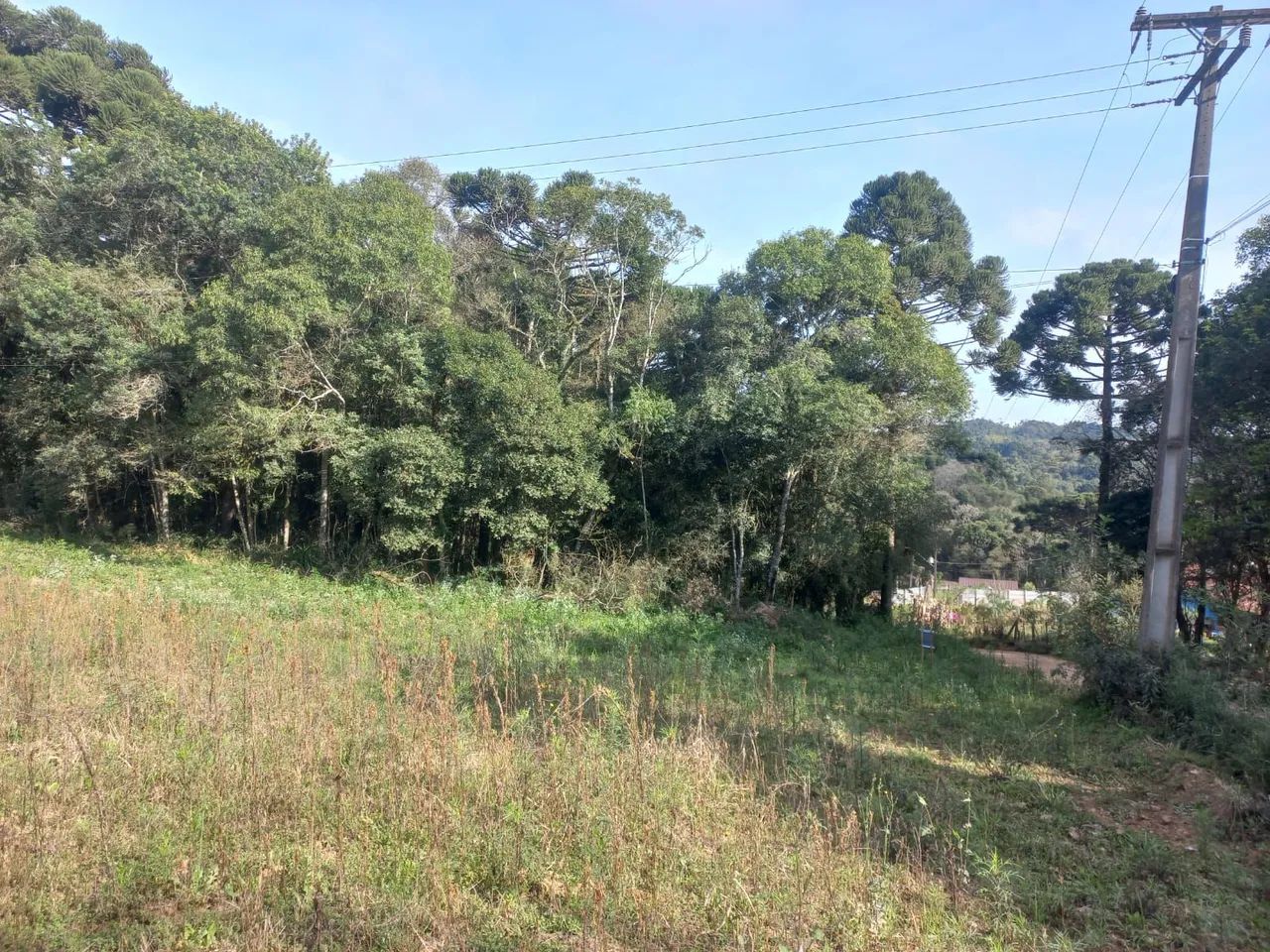 Foto - Mandirituba - Quatro Pinheiros