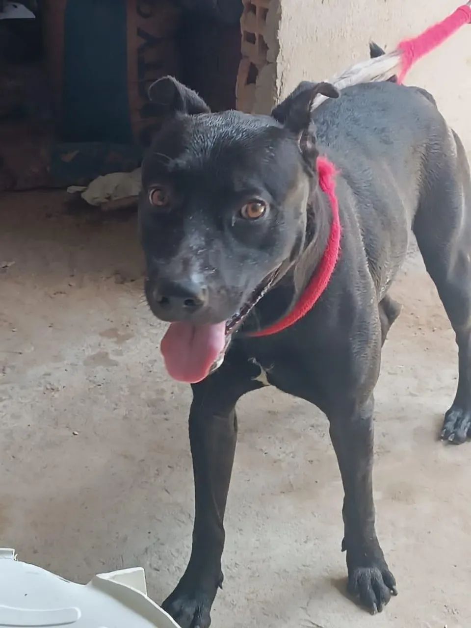 Cachorro macho pitbul super docil - Foto 2