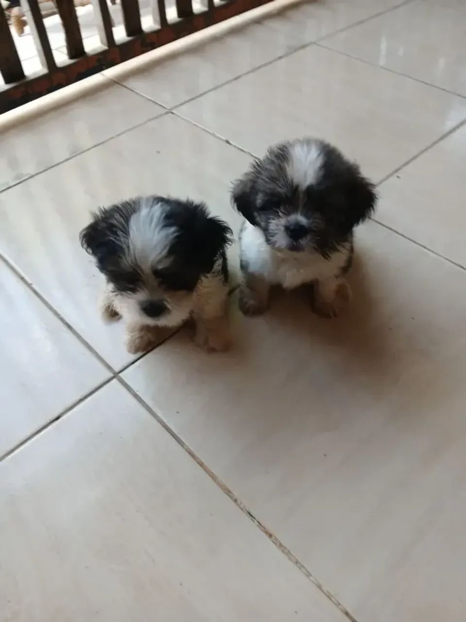 Vendo cachorro shitzu macho59