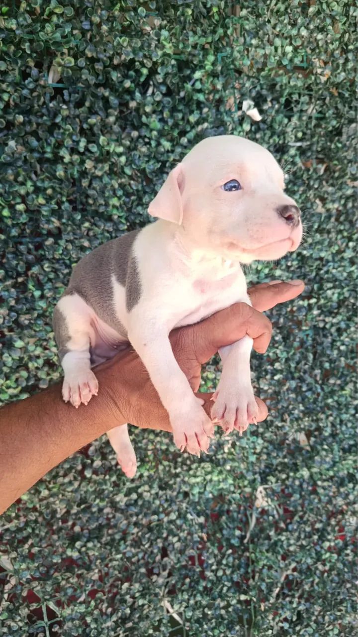 Filhotes de American bully - Foto 4