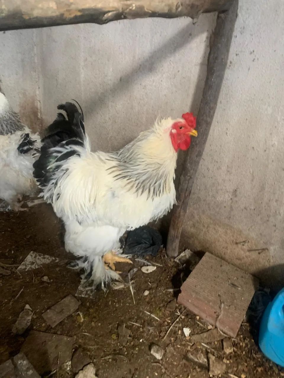 Galinha Brahma light - Foto 2