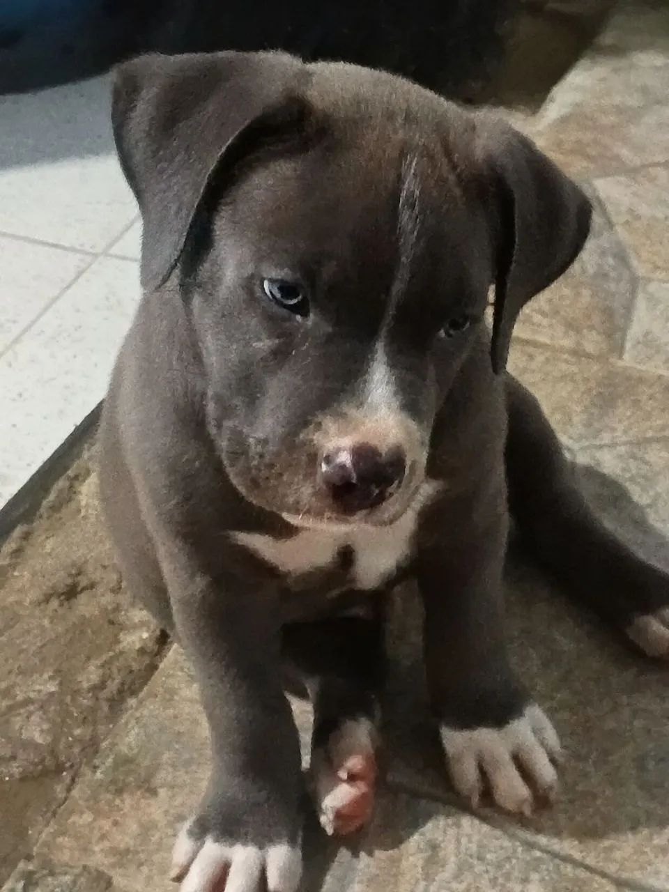 Filhote Pit Monster 
