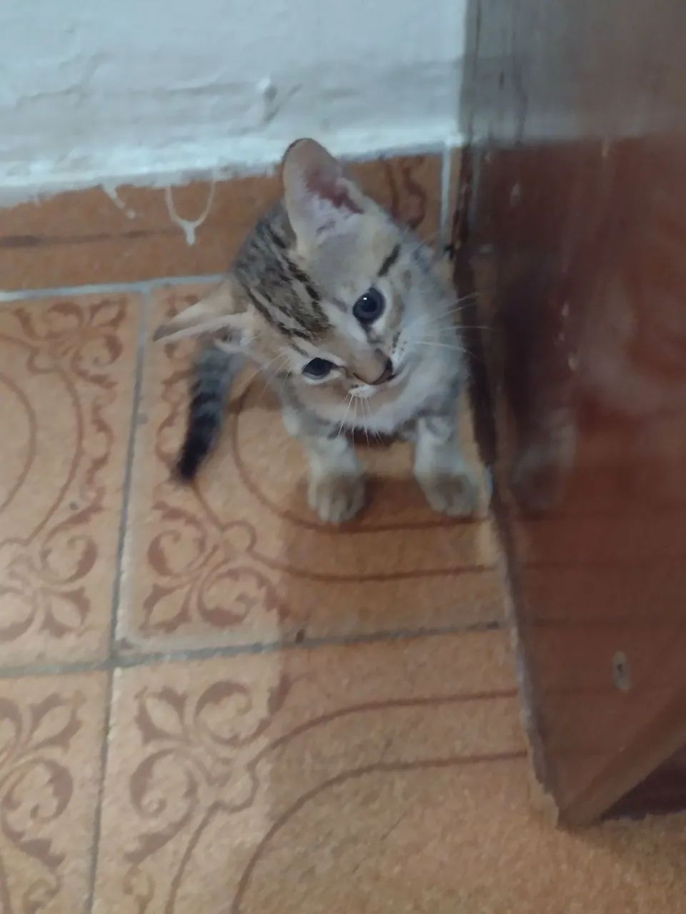 Doação de gatinhos macho e fêmea ZAP * - Foto 6