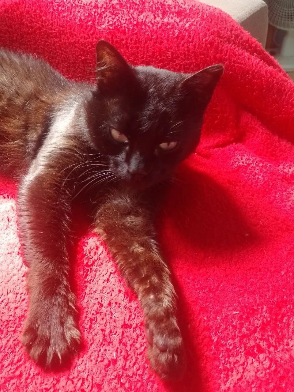 Gatinho procurando um lar. - Foto 3