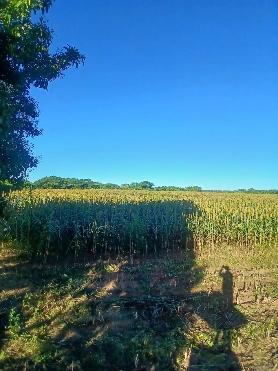 Vendo silagem, de sorgo e de milho.  - Foto 5