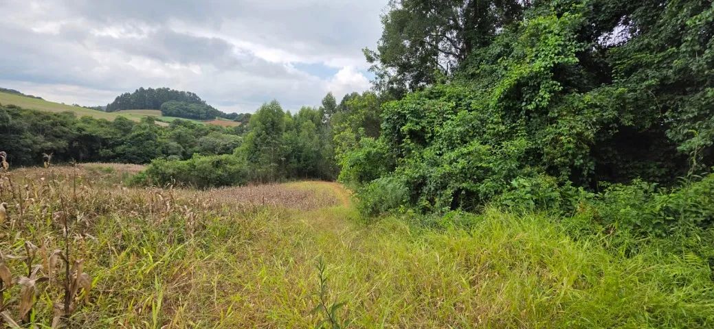 Chácara em Contenda 30,250m2 - Foto 4