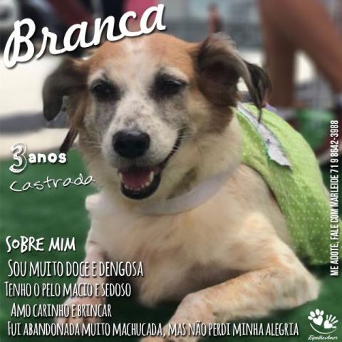 Adoção de uma cadela abençoada