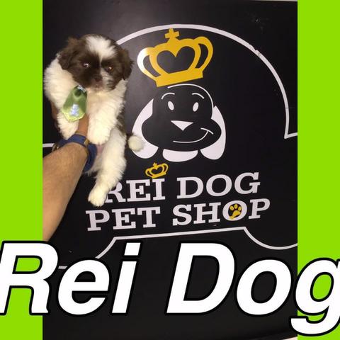 Shih Tzu em 12x, só aqui na Rei Dog Jatiúca