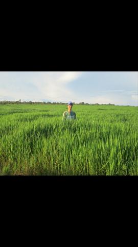 Terra em RosarioOeste 784,7 Hectares - Foto 4
