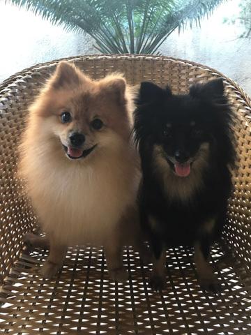Spitz alemão anão
