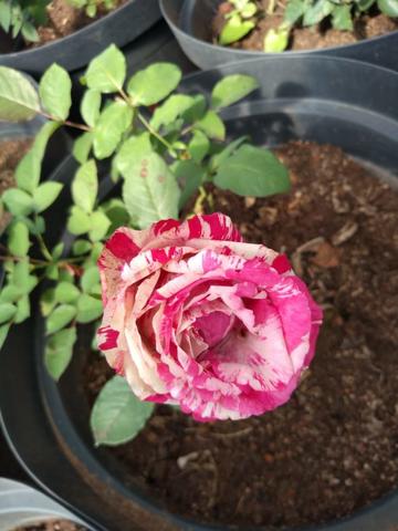Rosas em vasos vendo