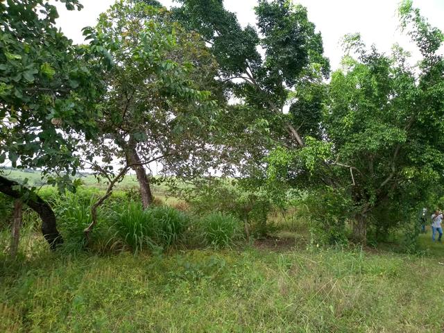 Vendo granja - Foto 12