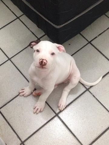 Pitbull apbt com red nose - Foto 6