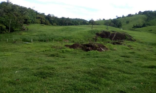 Ótima Fazenda Mista Gado e Cacau - Foto 3