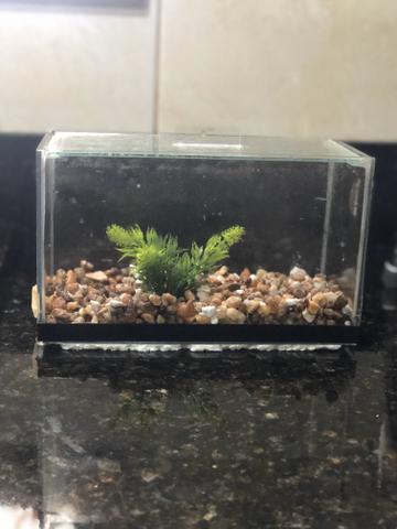 Aquário para peixe betta