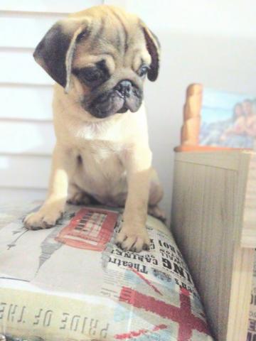 Filhote de Pug Macho - Foto 4
