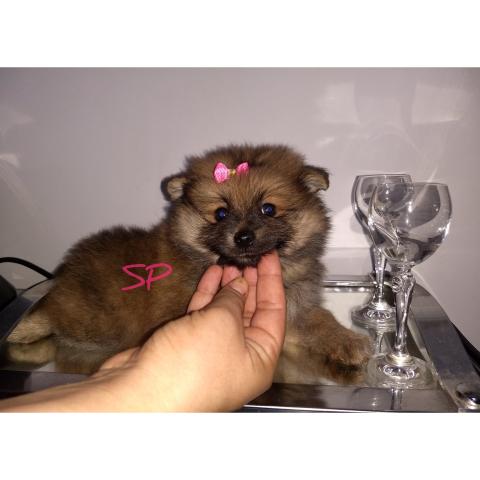 Fêmea lulu da Pomerânia/spitz alemão anão pronta entrega em 10xs/juros - Foto 3