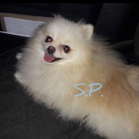 Fêmea lulu da Pomerânia/spitz alemão anão pronta entrega em 10xs/juros - Foto 5